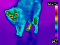 Other Infrared Thermal Imaging Services